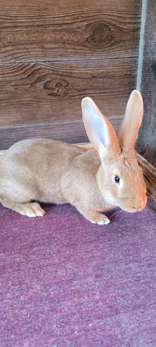 Кролики Бургундія