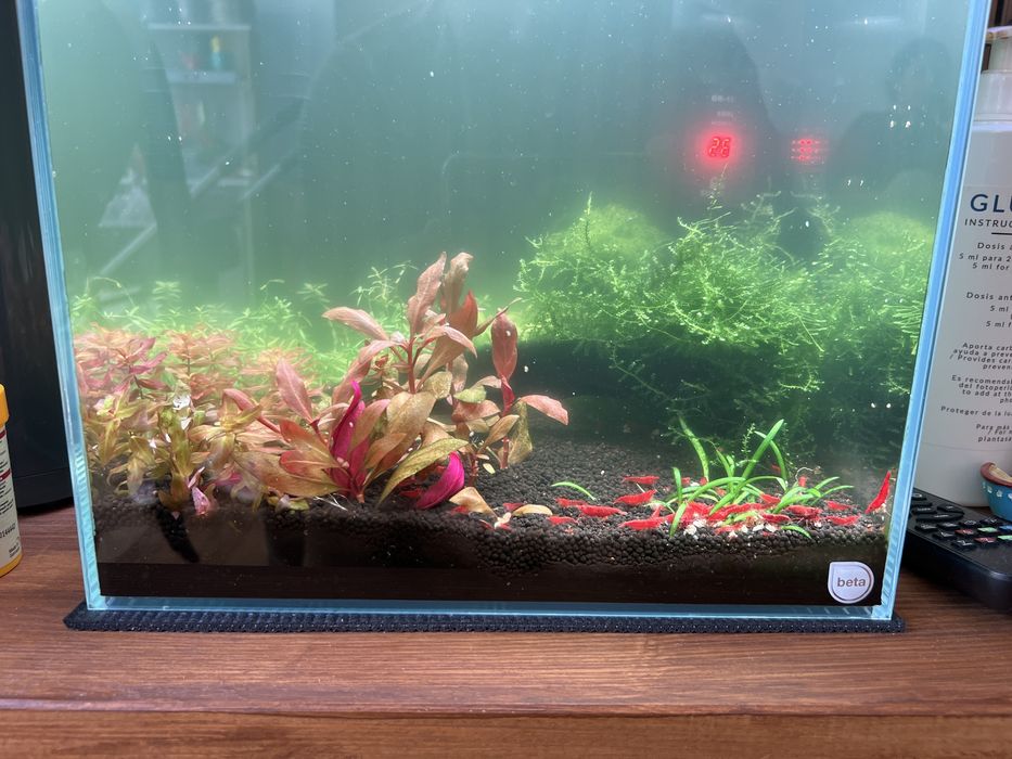 Camarões neocaridina ref fire