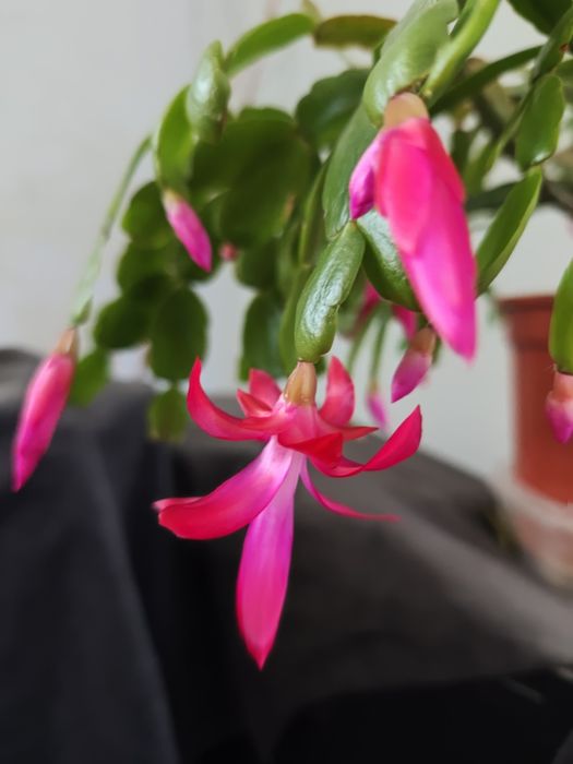 Різдвяник, шлюмбергера рожевий