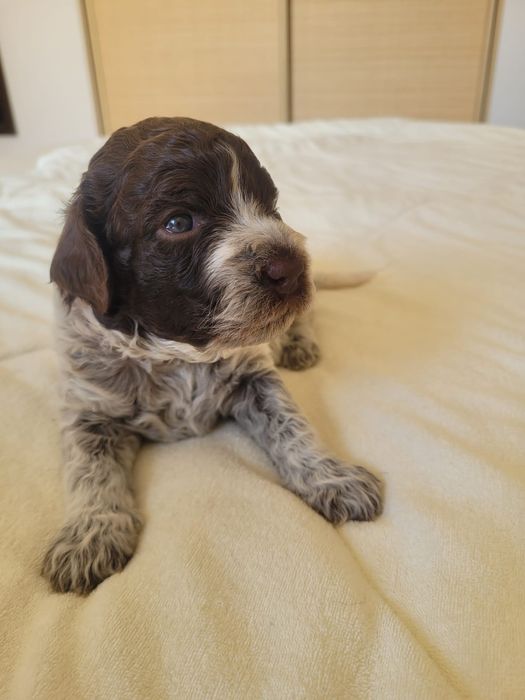 Suczka Lagotto Romagnolo