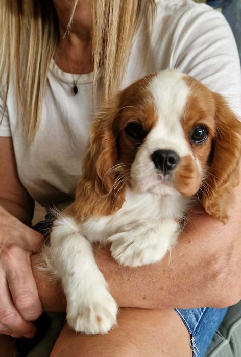suczka Cavalier King Charles Spaniel ZKwP
