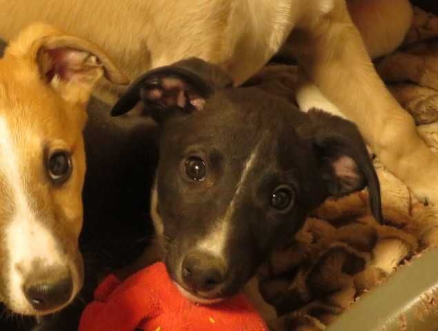 Chart Angielski Whippet, czarny piesek