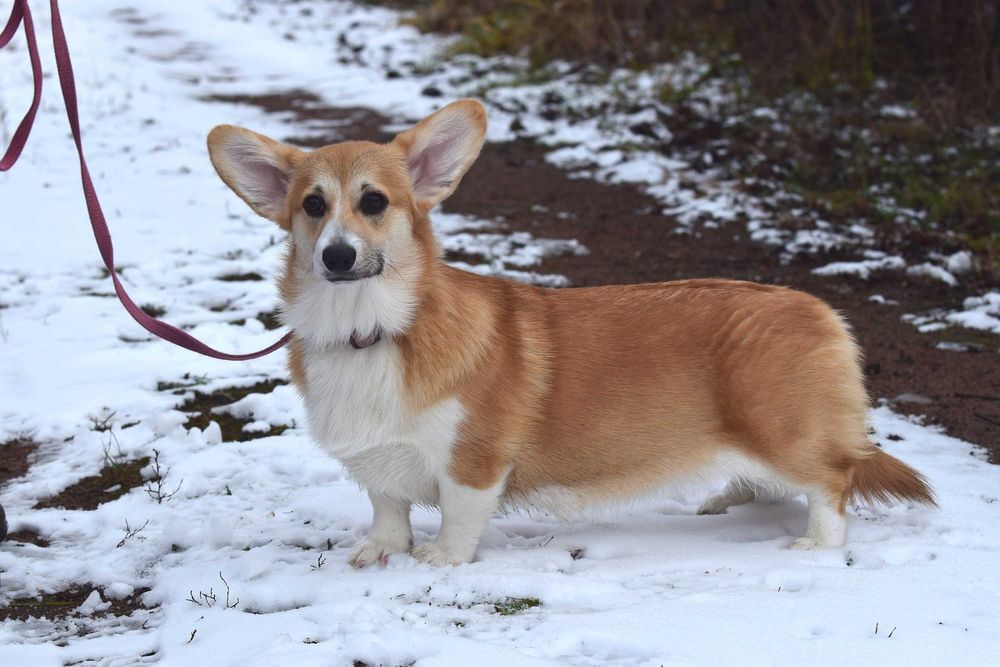 Цуценята вельш коргі пемброк