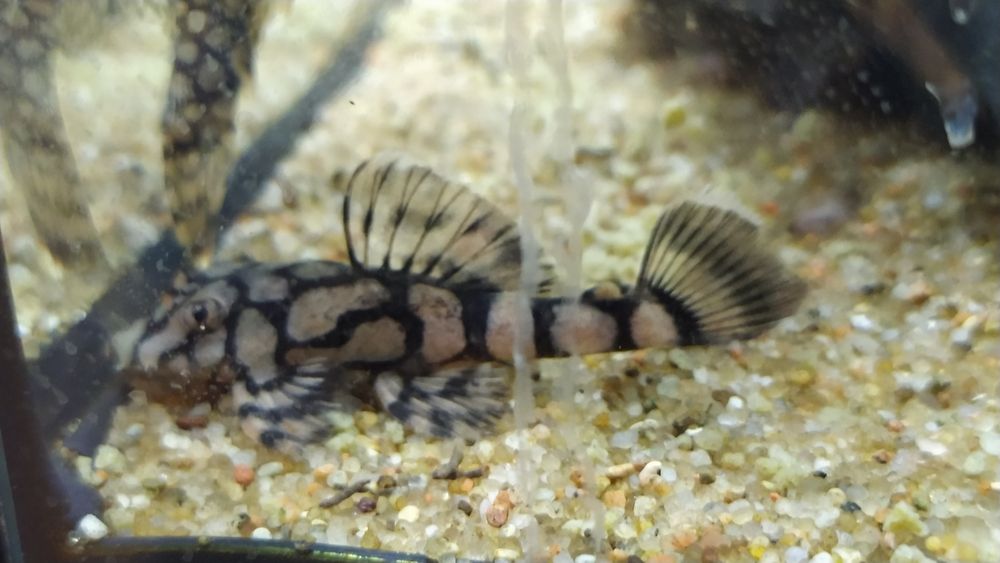 Ancistrus L519 Rio itenez 2 zbrojnik glonojad
