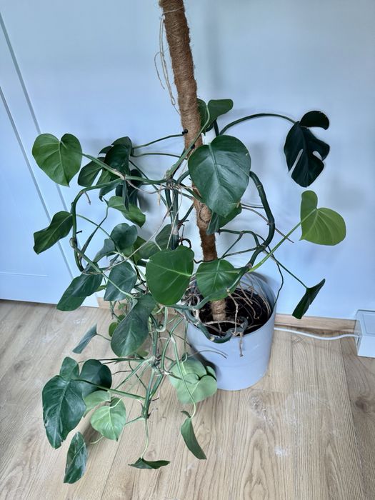 Monstera w donicy