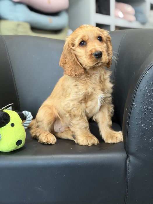 Cocker  menino lindo