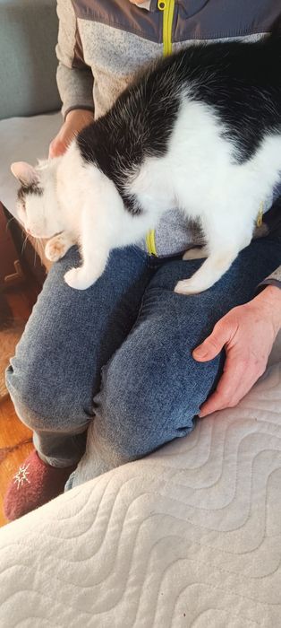 Spokojna kotka pilnie szuka domu!