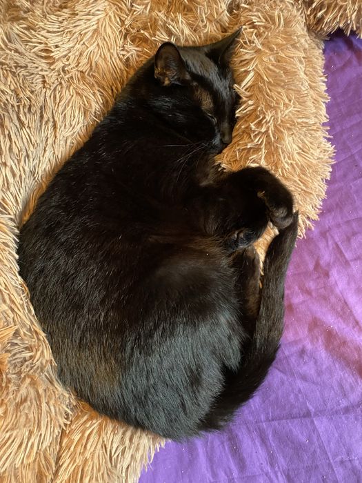 Пошук кота за винагороду. Хлопчик, кастрований. Чорний повністю. Розовий ошейник