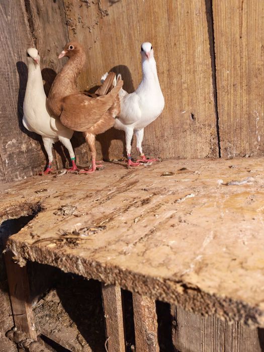 kurak kuraki maltańskie brodawczak