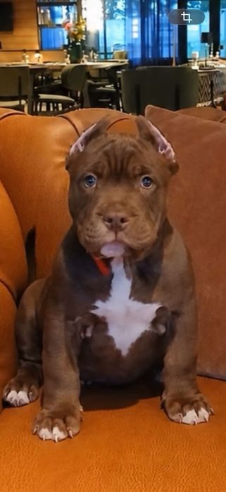 American Bully suczka