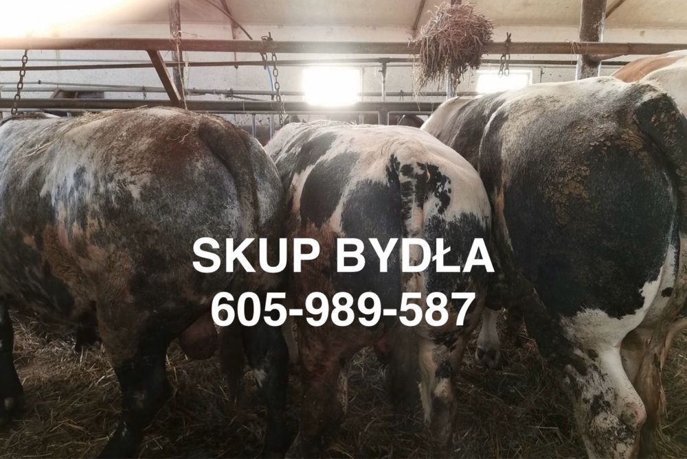 Byki krowy jałówki cielęta