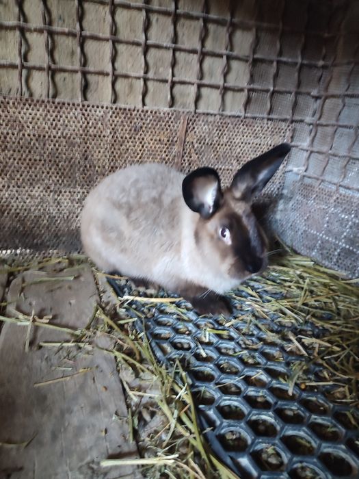 Кролики мардер каліфорнія шиншила