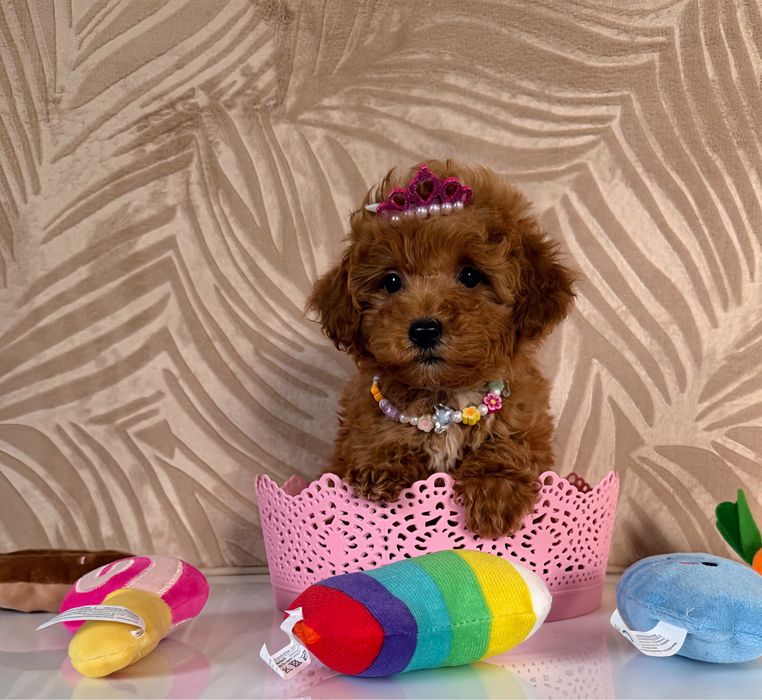 Malutka sunia naltipoo