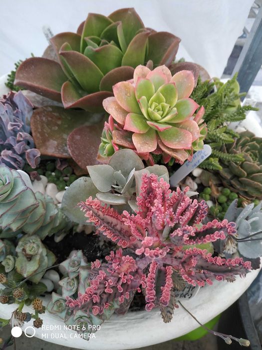 SUCUlentas ... com ARTE64741155647873121