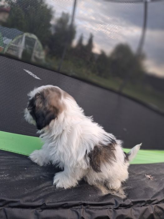 Shih tzu suczka 2 miesiące