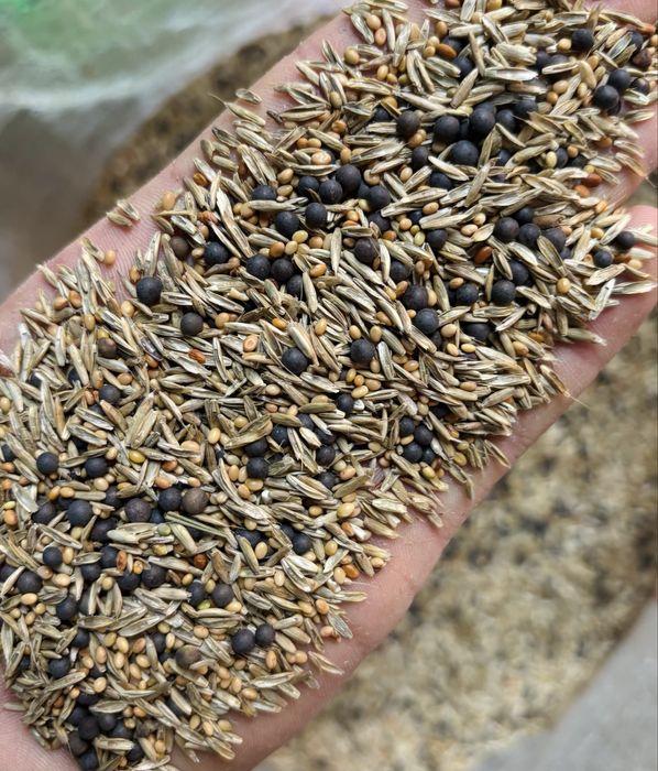 Mieszanka traw lucerna koniczyna gorzowska kupkówka festulolium trawa