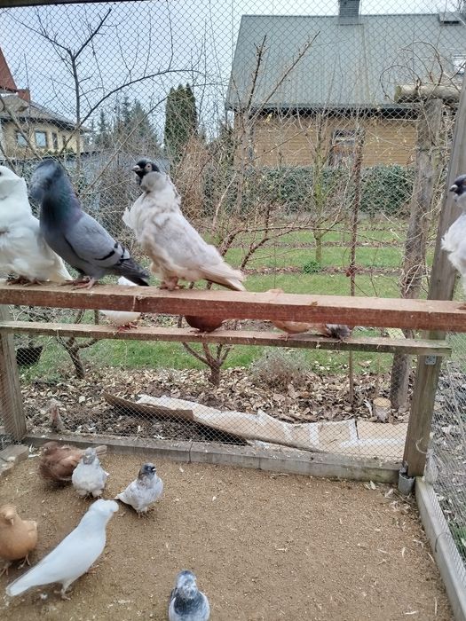 Gołębie ozdobne, mewka chińska , turkot frankoński