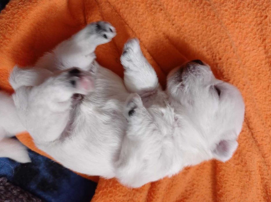 West highland White Terrier