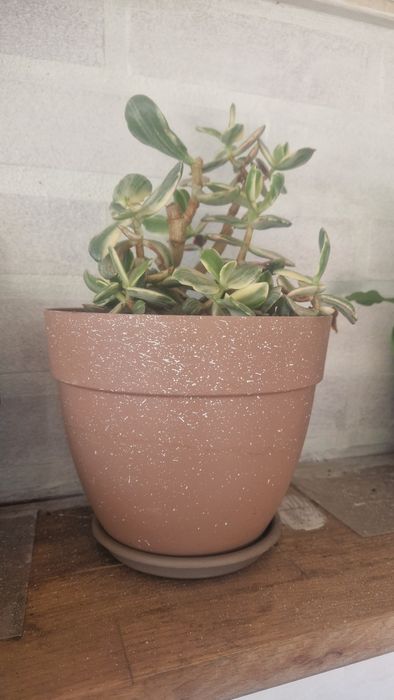 Jade variegata com vaso