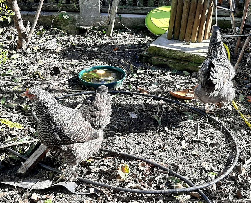 Vende-se galinhas brahma, prestes a iniciar postura, em Mafra/Ericeira