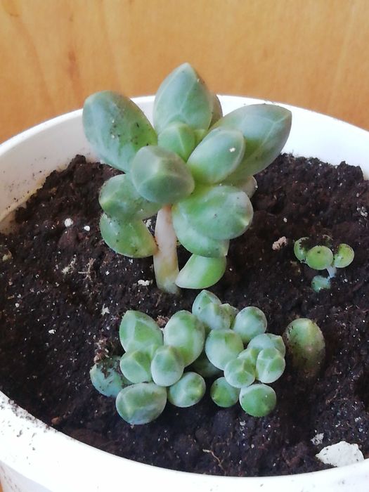 Суккуленти, різні види. Обмін/продаж