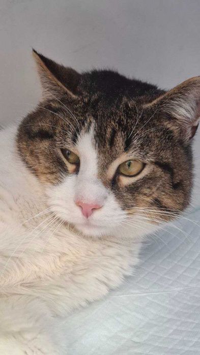 Офігітєльний коте Єврік