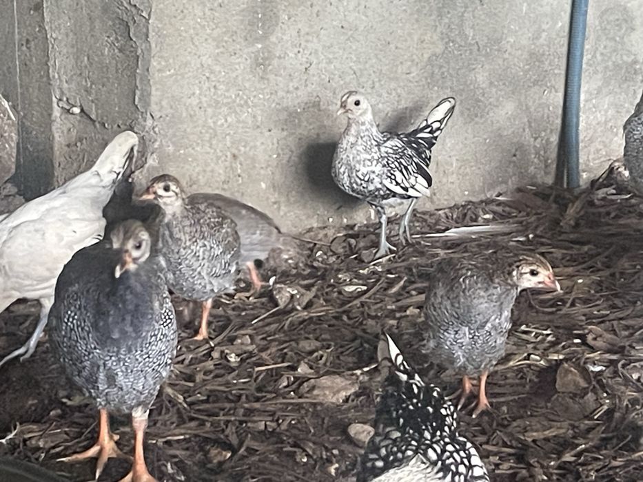 Galinhas de angola