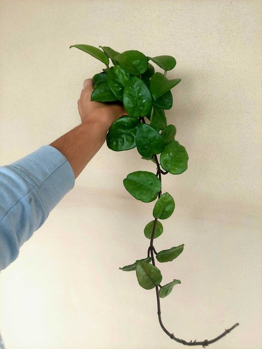 Planta Hoya Krinkle