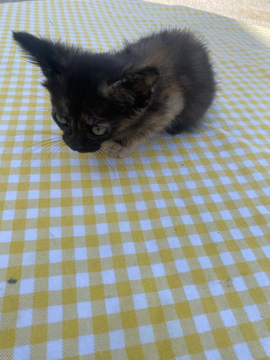 Gata bebé para dar