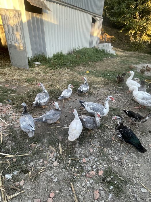 Patos mudos cor lavanda