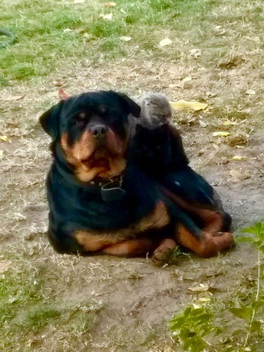 Ротвейлер .В'язка