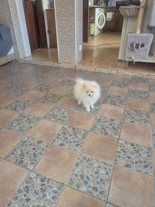 Spitz Alemão Anão Fêmea Mini 4 Meses Com LOP e Afixo Criadora Registada PT 30