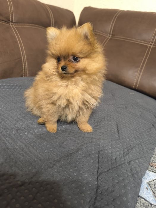 Красиві дівчатка шпіци