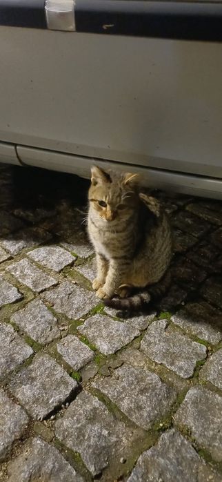 Gatinho 4meses muito meigo
