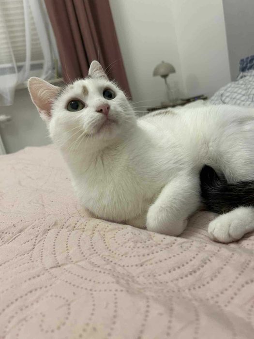 Rózia kotka nieduża