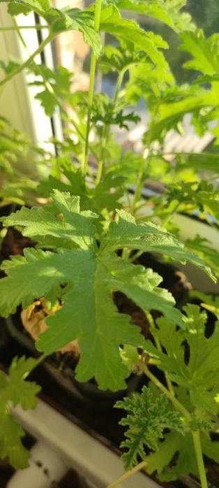 Sprzedam pelargonię pachnącą