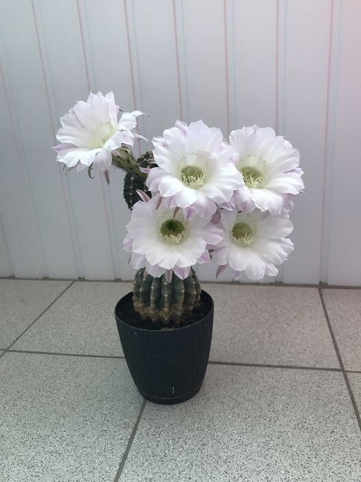 Кактуси в ринках