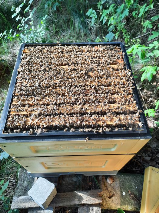 Przezimowane rodziny pszczele