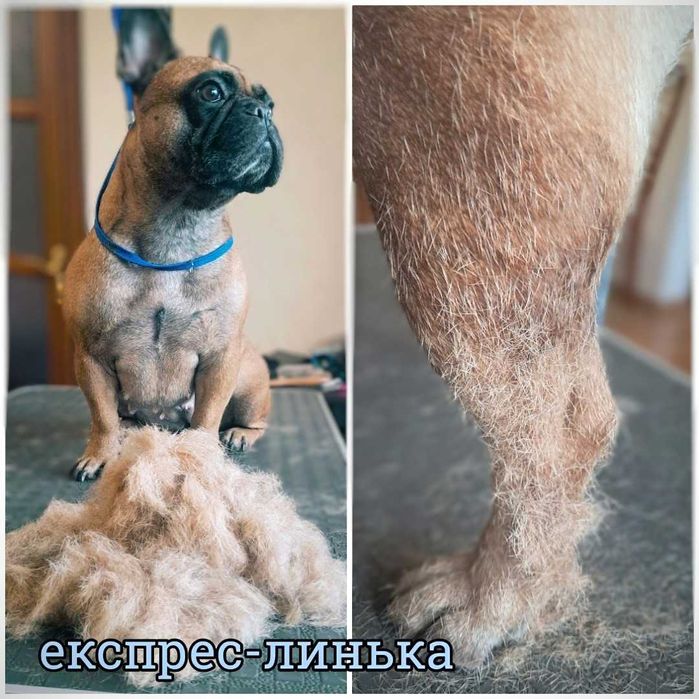 Грумінг/стрижка  собак і котів