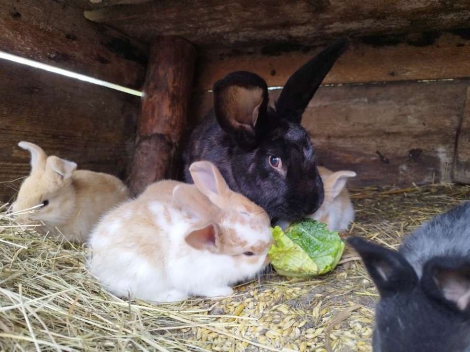 Sprzedam samice z młodymi