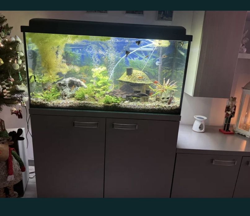 Akwarium 200 l z rybkami