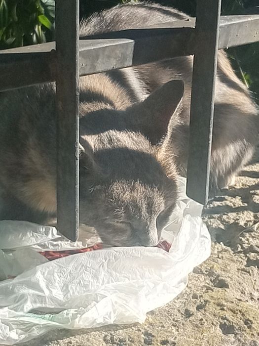Кошенята шукають домівку