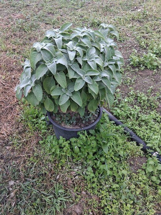 Uma planta de boldo do chile