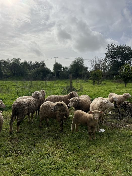 Ovelhas novas para venda