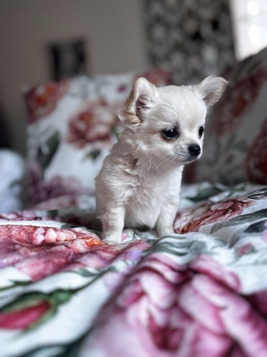 Uroczy piesek chihiahua długowłosa