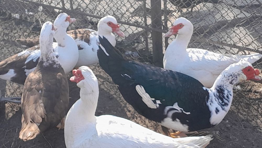 Продам індокачок