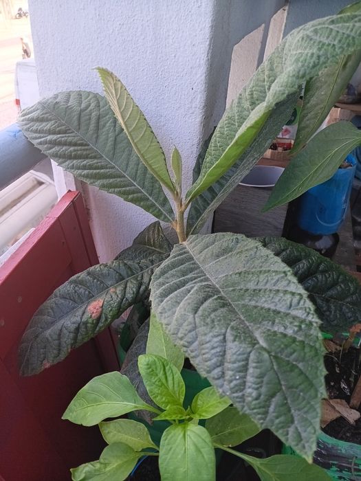 Árvores de Fruto