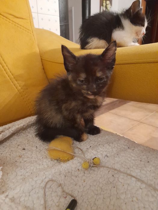 Dou gatinho para adopção