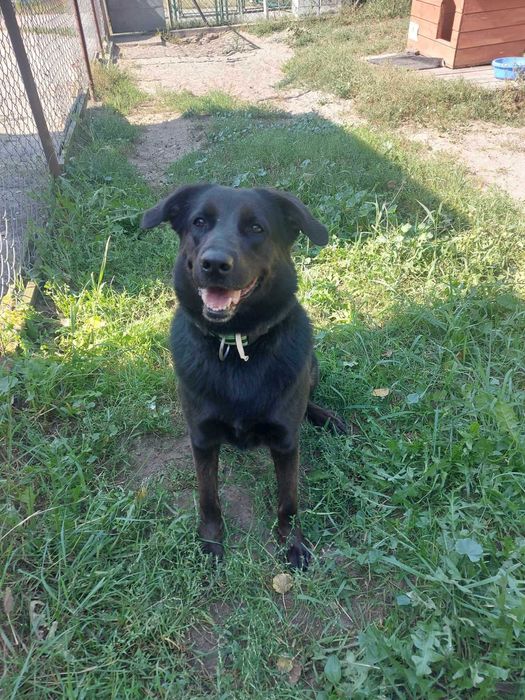 IWI - Schronisko dla Zwierząt w Ostródzie