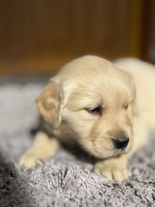 Suczka Golden Retriever GOTOWA DO ODBIORU